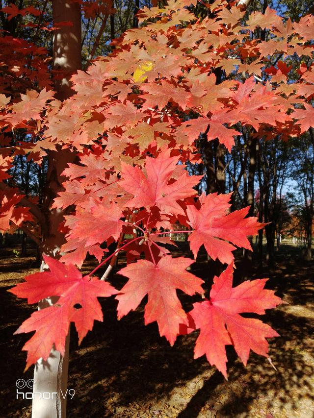 日本红枫和中国红枫的区别，日本红枫和中国红枫的区别图片（日本红枫与美国红枫和中国红枫的区别）