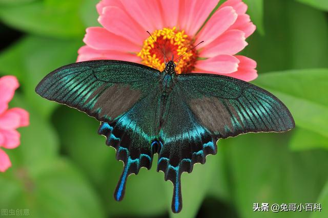 蝴蝶生活习性，蝴蝶王国（蝴蝶的生活环境和特点）