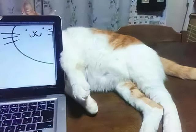 可爱猫，可爱猫咪名字（歪果网友分享各种古怪可爱的小猫咪图片）