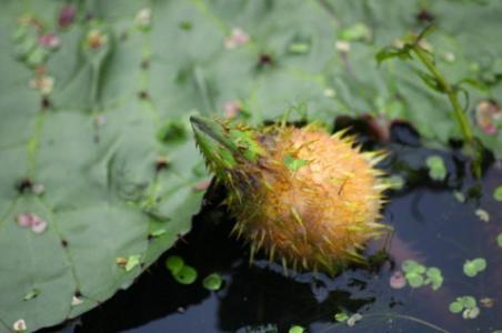 农村常见100种野菜名单及图片，可以食用的野菜有哪些名字