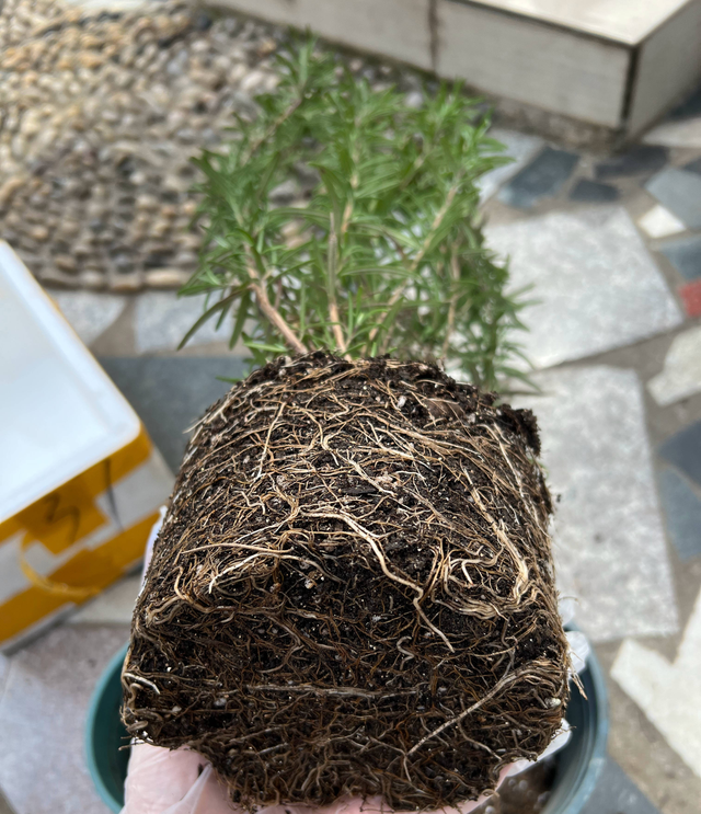 迷迭香的养殖方法和注意事项，迷迭香养殖方法与技巧（能长成小树）