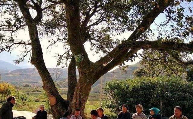 玛格丽特公主，玛格丽特公主的一生（双性人的日子到底有多苦）