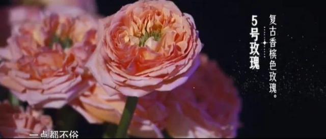 19支玫瑰是什么意思，19支玫瑰代表什么（19朵玫瑰花表示什么）