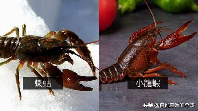 小龙虾属于海鲜类吗，小龙虾是海鲜吗（龙虾：从小龙虾到大花龙）