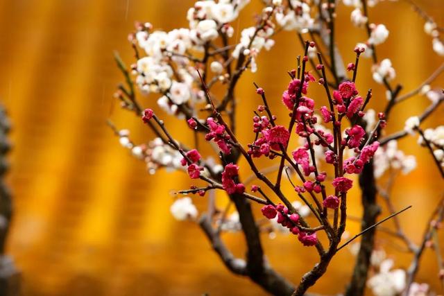 普陀山旅游攻略最新，普陀山旅游攻略2021（期待与你在普陀山朱家尖的邂逅~）