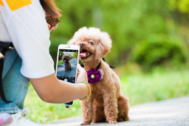 养狗技术，养狗的5个好处（养狗的方法与技术视频）