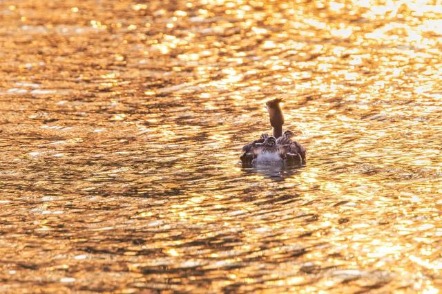 灰背燕尾，中国鸲鹟科鸟类，灰背燕尾是燕子吗（来自腾冲和顺的“她们”成了全国网红~）