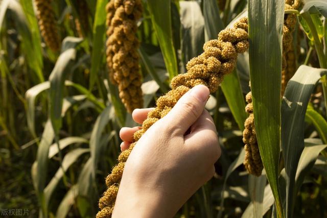 粟米是什么，粟米是什么样子的（曾是“五谷”之首的谷子）