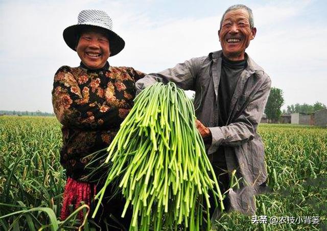怎样在家里种大蒜，如何在家里种大蒜（从播种到越冬前重点注意这几点）