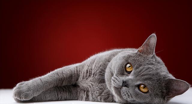 英短蓝猫容易生什么病，蓝猫“遗弃率高”不是没有道理