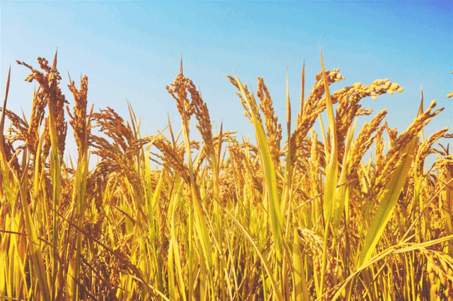 禁止烧秸秆是谁提出来的，不能烧秸秆是谁提出来的（秸秆焚烧：沿袭千年的农业习俗）