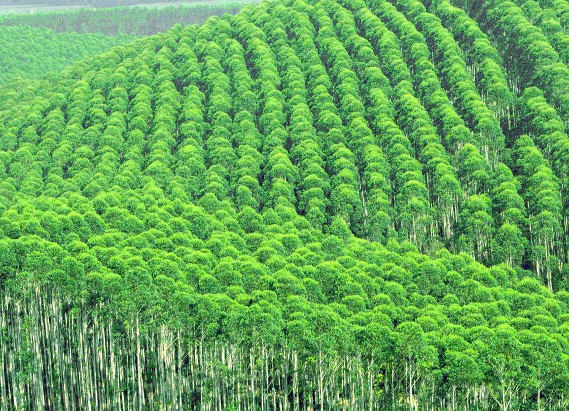 种植桉树的效益巨大