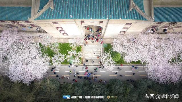 武汉市花是什么，武汉什么花是市花（三月的湖北全是花花花花花花）
