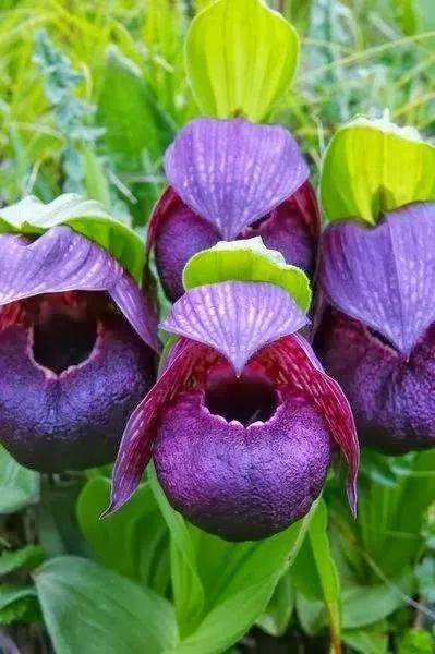 世界稀有名花图片(有认识的吗?附赠美图欣赏) - 彝家农业网