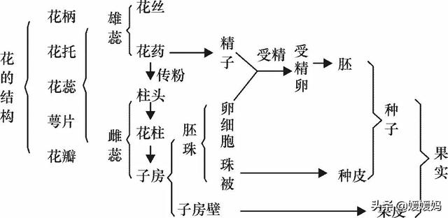 草履虫的结构，草履虫的结构层次模式图（应考技巧丨初中生物识图题常用结构示意图）