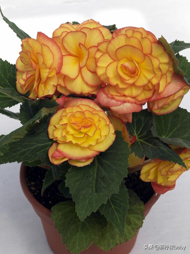 蕾丝边是什么意思，蕾丝边浪漫百分百蕾丝边是什么意思（蕾丝边的海棠花你见过吗）