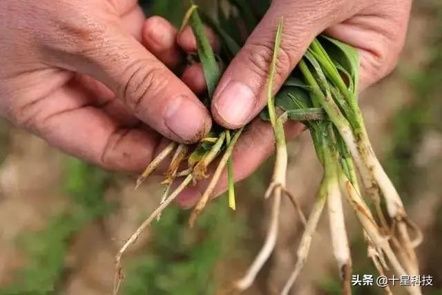 黑龙江北方华育职业培训学校（河南6个耐茎基腐病小麦品种）