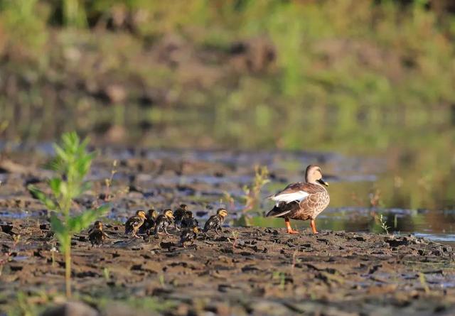 灰背燕尾，中国鸲鹟科鸟类，灰背燕尾是燕子吗（来自腾冲和顺的“她们”成了全国网红~）