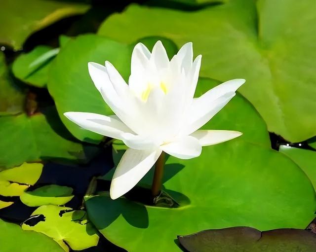 处处想打压你的人是什么心理，一个女人处处打压男人的心理（如此待你的人）