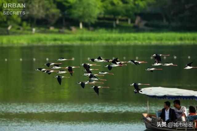 八载图片保护有哪些，八载图片保护怎么设置（西湖保护70年）
