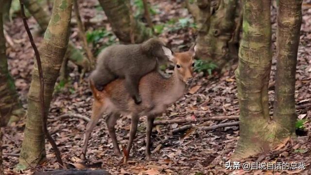 鹿血酒多少钱一瓶，鹿血酒一瓶500ml要多少钱（这是人们认为它是仙兽真正的原因）