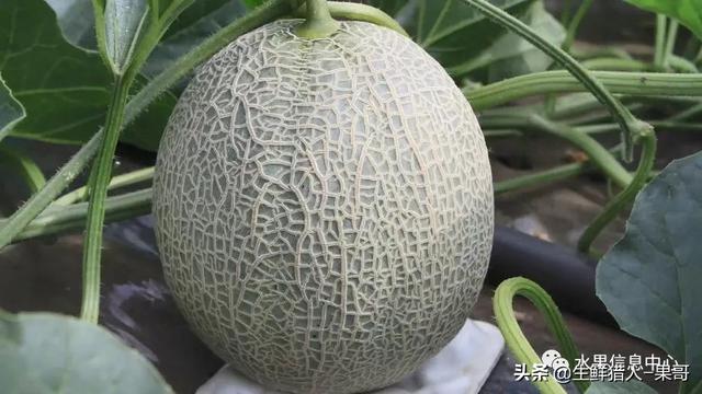 绿色的哈密瓜叫什么，绿色的哈密瓜叫什么名字（哈密瓜、蜜瓜、网纹瓜、香瓜、羊角蜜傻傻分不清）