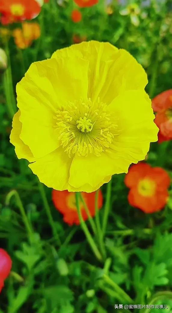 莺歌燕舞是什么季节，柳绿花红莺歌燕舞是什么季节（百花争艳的季节）