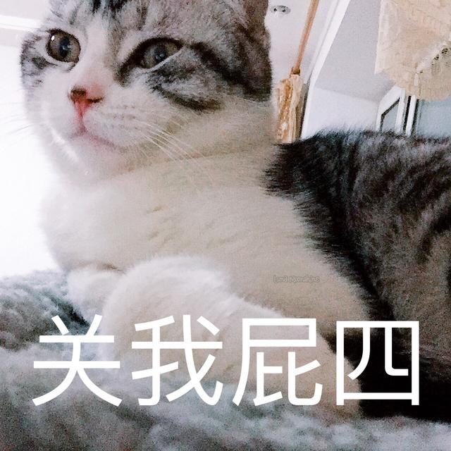 暹罗猫多少钱一只，红虎斑暹罗猫多少钱一只（养猫火葬场”的四种猫咪）