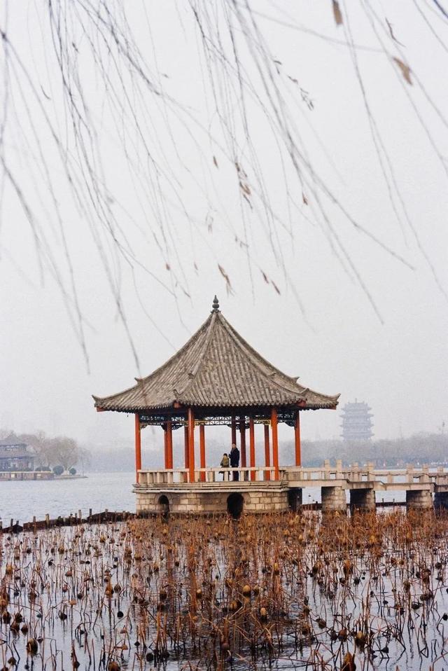 泛舟游湖的散文，枯柳残荷，明湖泛舟