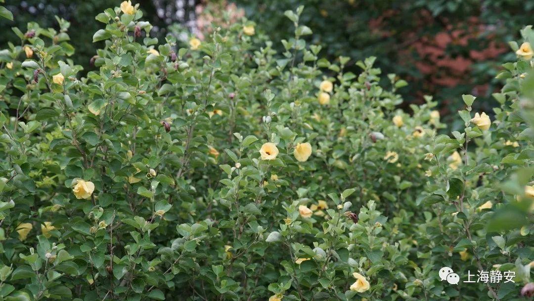 紫薇花的花语和寓意，紫薇花的花语和寓意和象征（“紫薇”在古诗中的特别含义你知道么）