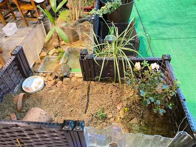 养乌龟最简单方法，看完之后，你学会了吗