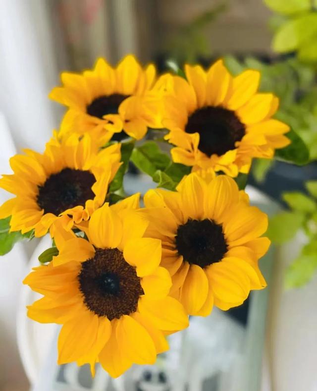 春天开的常见的花，春天开的常见的花图片（超齐全的播种时间表）