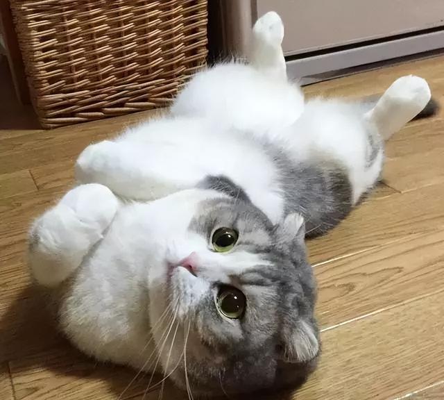 铲屎官是什么意思,快乐铲屎官是什么意思(铲屎官学它"喵喵叫")