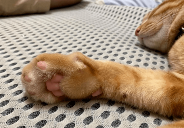 如何从猫咪的肉垫看出性格，猫咪的肉垫形状