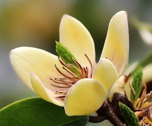 含笑花什么时候开花，分享图片——深山里（含笑花何时开花）