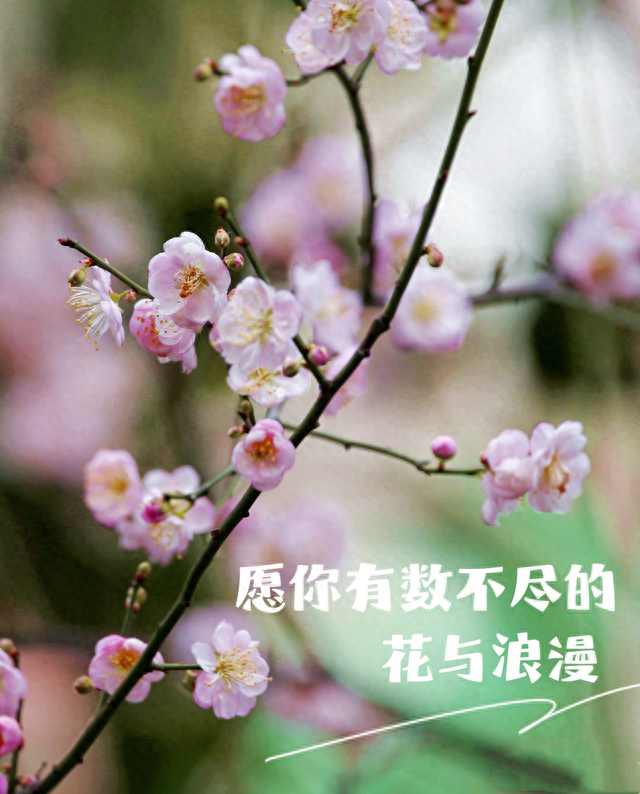 【2023·乐游韶关】樱花、梅花、格桑花…韶关新春赏花推荐来啦！快来打卡行大运！