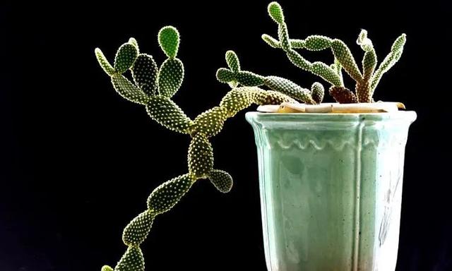 节节草治痔疮，节节草有什么功效（这些植物打着“光棍”活着）