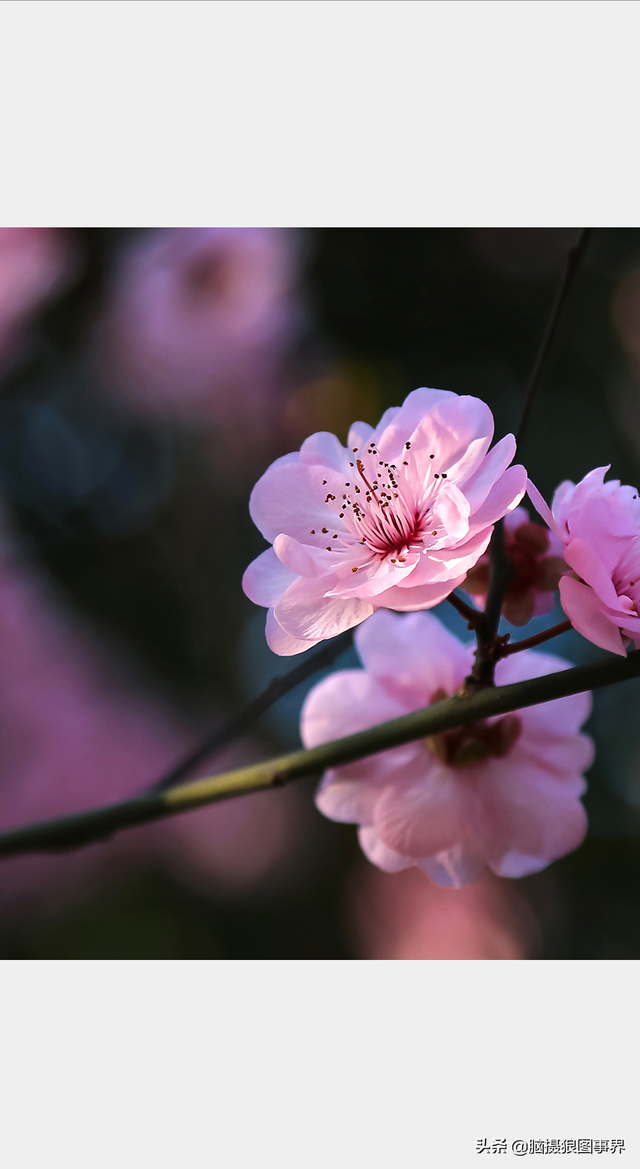高光质感背景图，高清高级感背景图（若有这6个错误的深色背景照片）