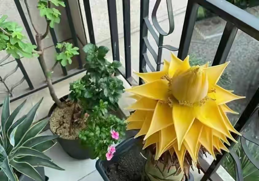 象征高贵的花，清冷而高贵的花（养在家里气质不凡）