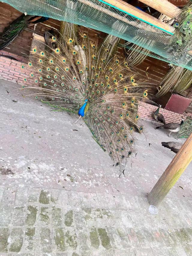 孔雀是不是短尾鸟，孔雀是短尾巴鸟还是长尾巴鸟（最漂亮的鸟-孔雀）