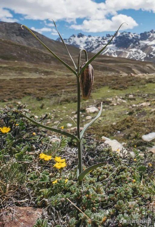 曼陀罗花的图片，曼陀罗花是什么（301味中药材的原植物彩色图谱）