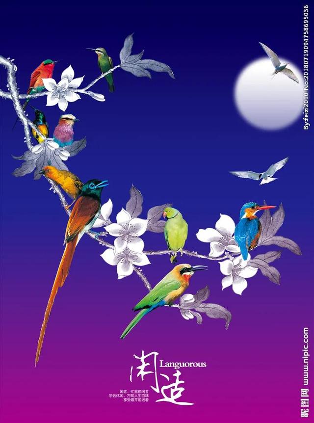 喜鹊图片大全大图，喜鹊的种类及分布图（喜鹊吉祥图片，精美手机壁纸）