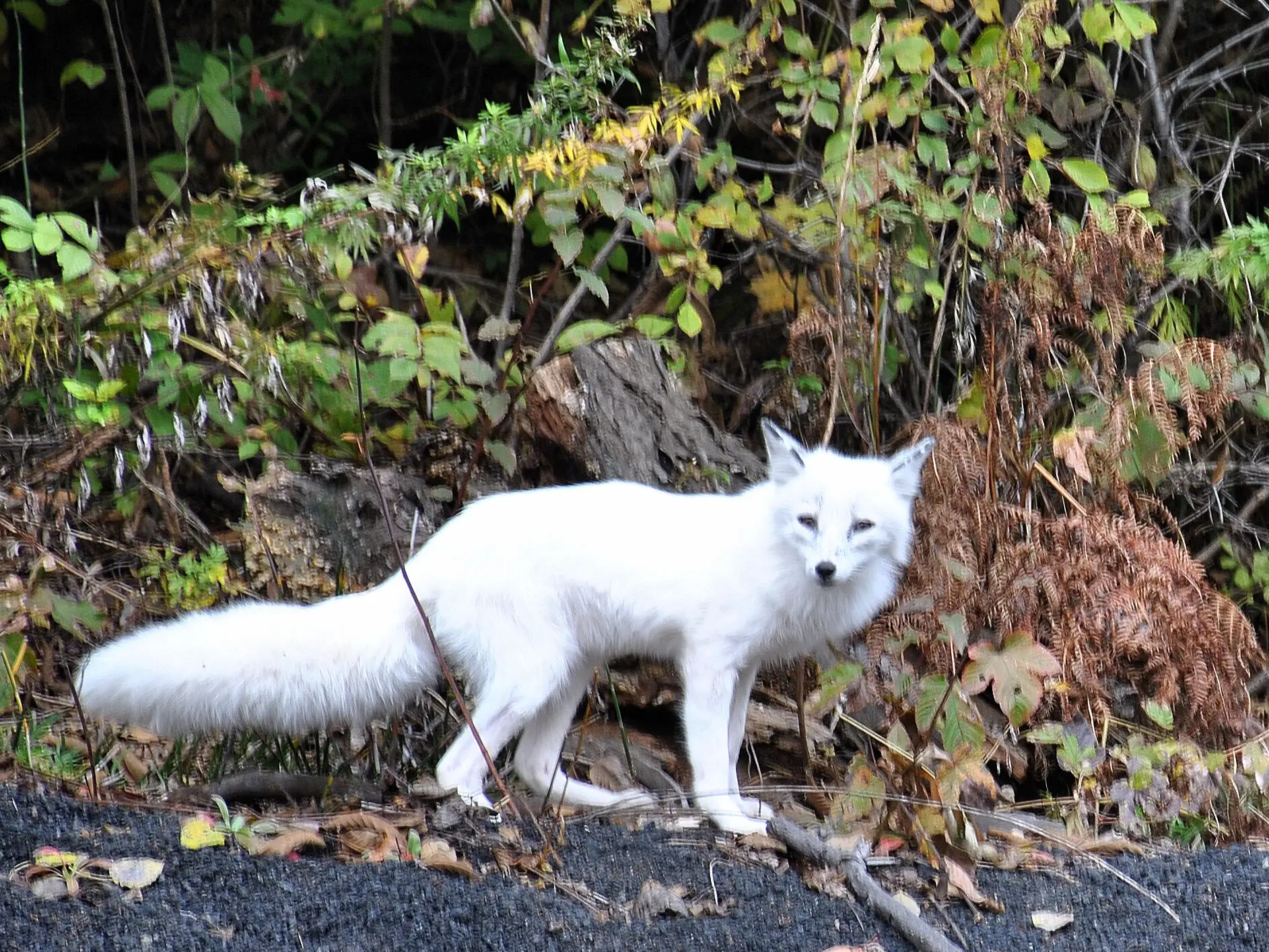 今年5月,大连西安路上也出现了白色狐狸
