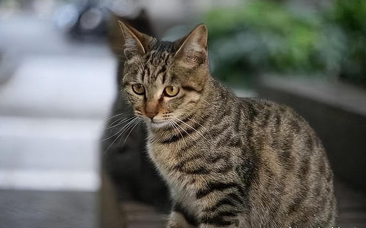大型猫品种(中国十大禁养猫)