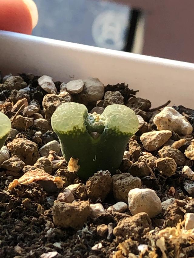 多肉灯泡，自家多肉 请君欣赏（多肉灯泡怎么养）