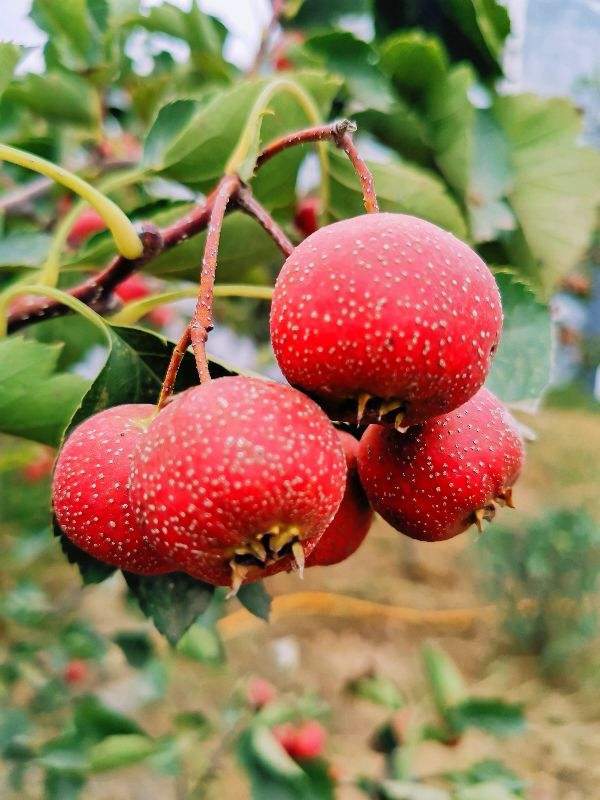 家里种什么果树招财又旺宅，家里种什么果树招财进宝（果树招财又吉祥）