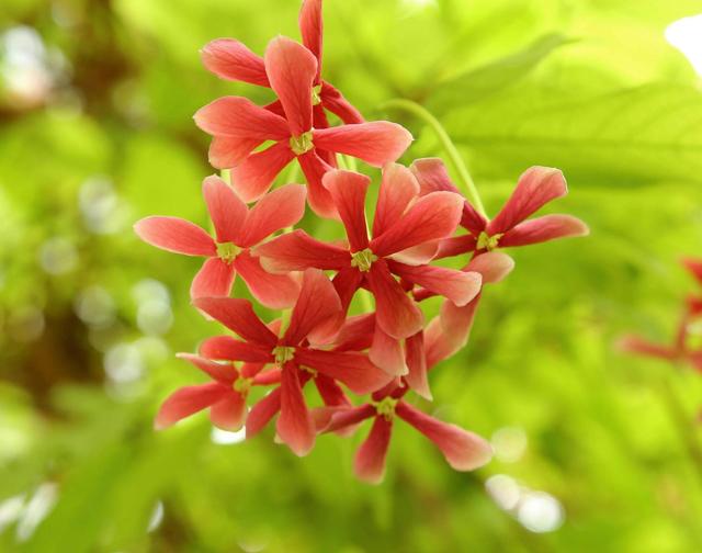 看望病人买什么鲜花，适合送病人的鲜花有哪几种（哪些花代表健康、平安、幸福）