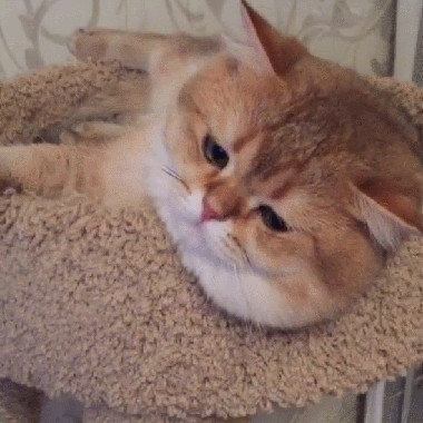 光猫是什么样子的图片，什么是光纤（金渐层的6大优点）