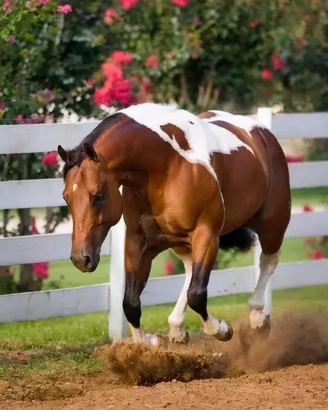 馬的種類及圖片和介紹,馬的種類及圖片大全(盤點全球八大馬匹)