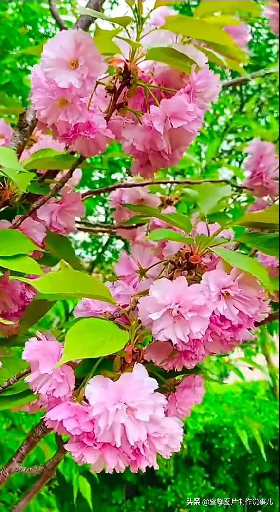 风景美图，风景美图壁纸（鲜花争艳，美景如画，过目不忘）